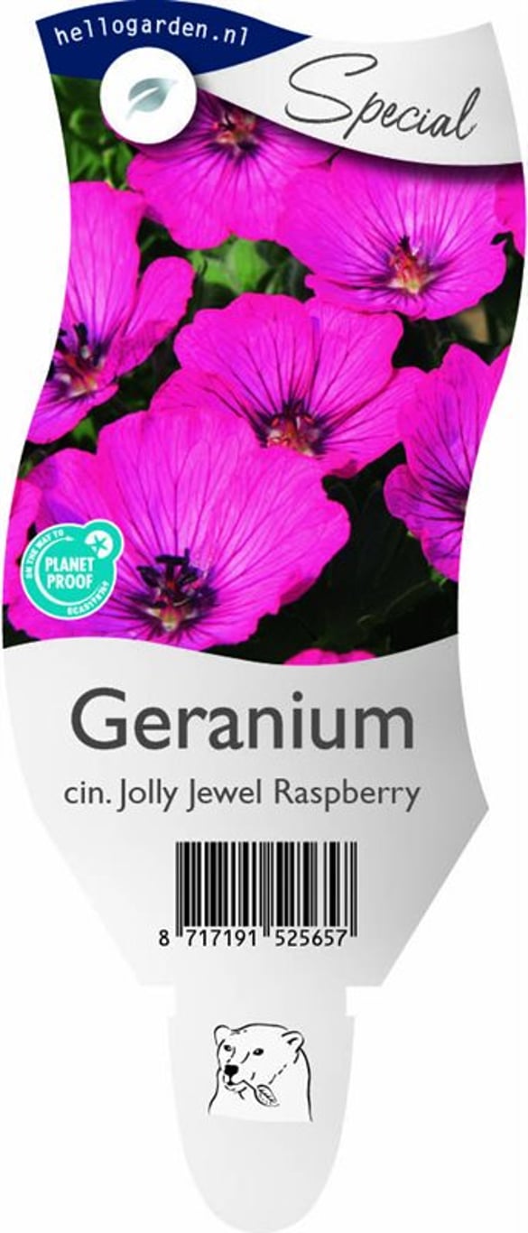 Geranium cin. Jolly Jewel Raspberry - P11
